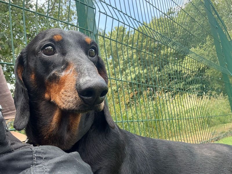 Moto Moto | Dachshund (Smooth Haired) | Shrewsbury (Shropshire) - 1