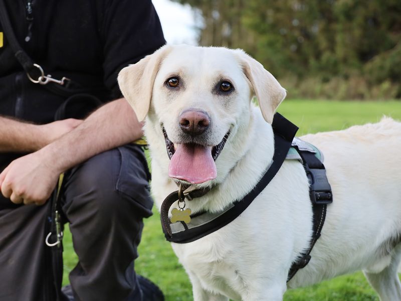 Henry | Retriever (Labrador) | Leeds - 2