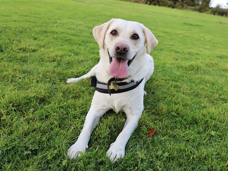 Henry | Retriever (Labrador) | Leeds - 1