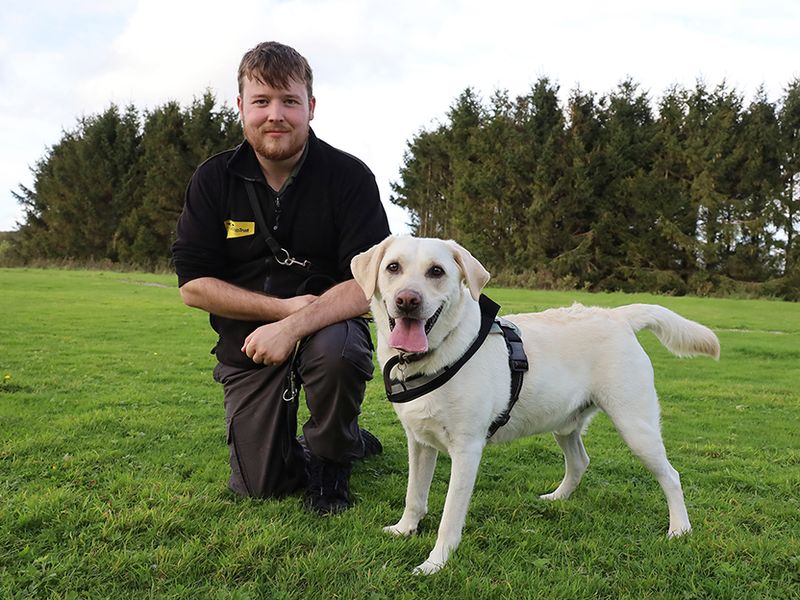 Henry | Retriever (Labrador) | Leeds - 3