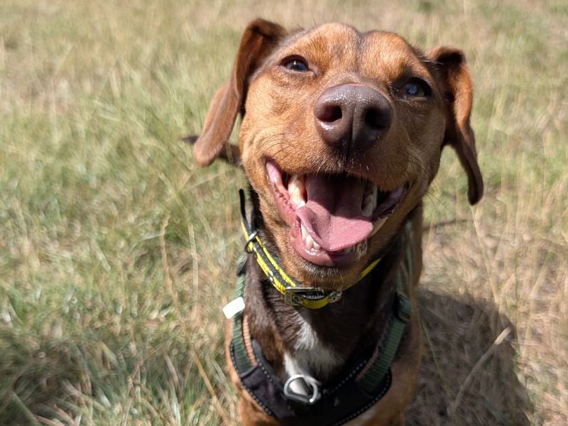 Rolo | Dachshund (Smooth Haired) Cross | Shrewsbury (Shropshire) - 1