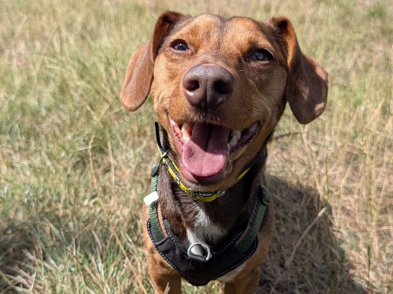 Rolo | Dachshund (Smooth Haired) Cross | Shrewsbury (Shropshire) - 2