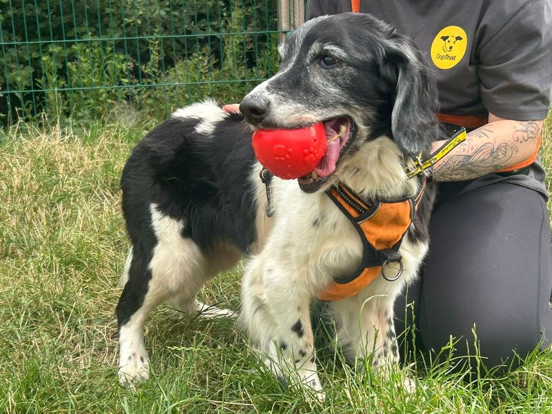 Jerry | Spaniel (English Springer) | Cardiff - 2