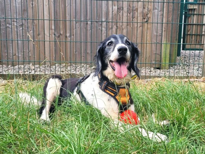 Jerry | Spaniel (English Springer) | Cardiff - 7