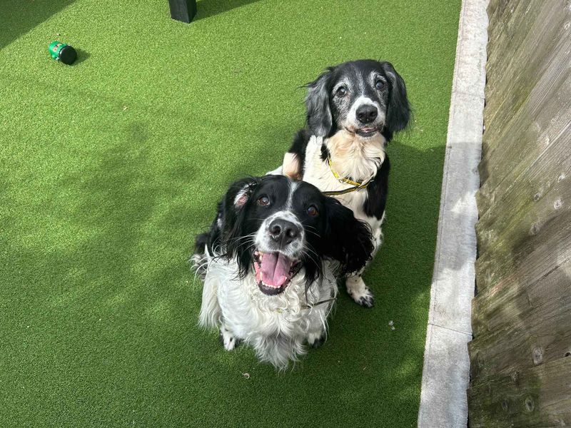 Jerry | Spaniel (English Springer) | Cardiff - 5