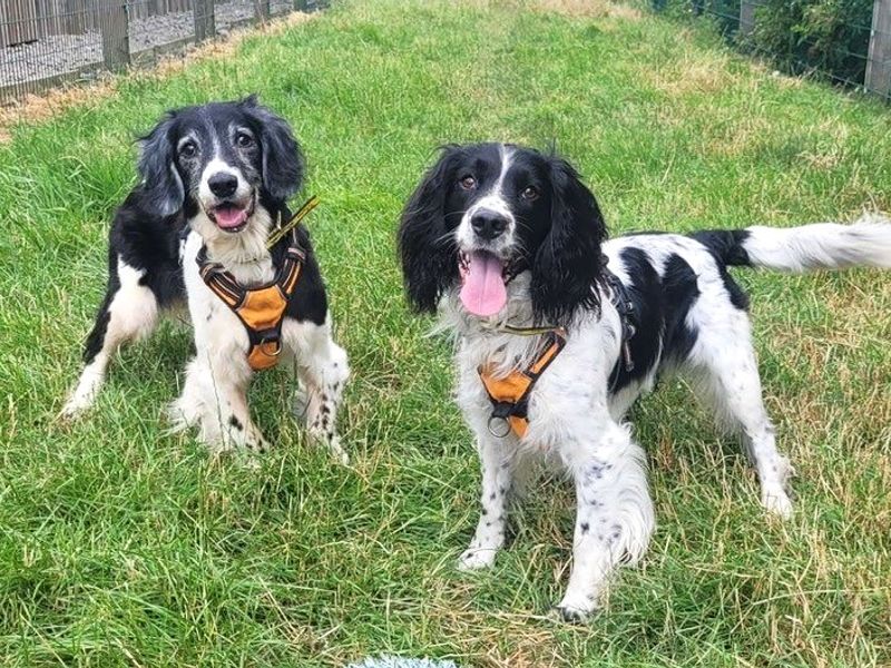 Jerry | Spaniel (English Springer) | Cardiff - 6