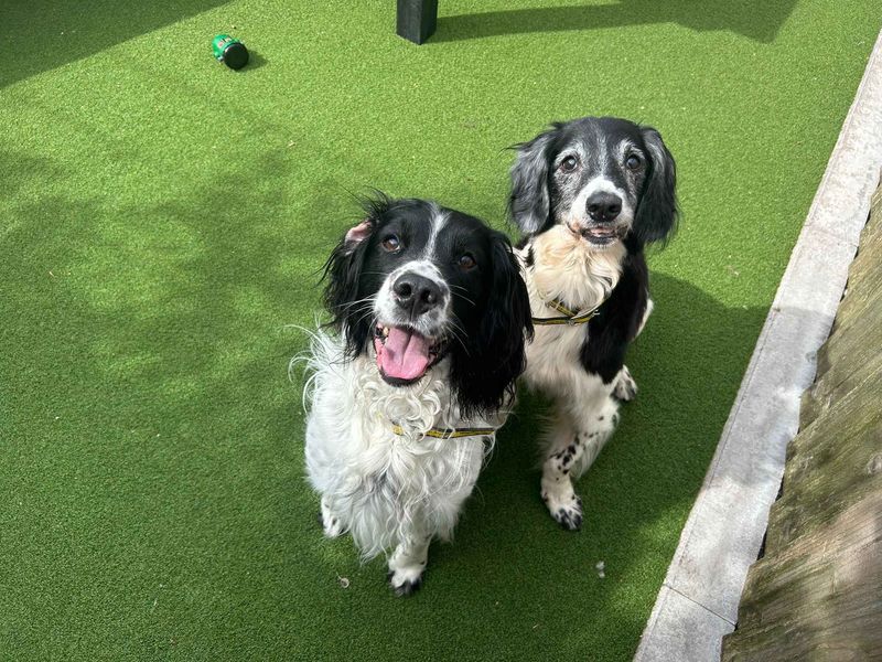 Jerry | Spaniel (English Springer) | Cardiff - 3