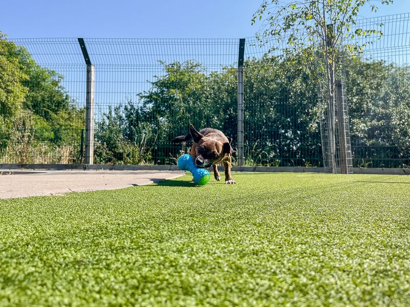 Mikey | Crossbreed | Evesham (Worcestershire) - 4