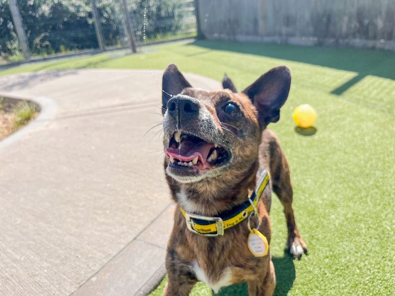 Mikey | Crossbreed | Evesham (Worcestershire) - 1