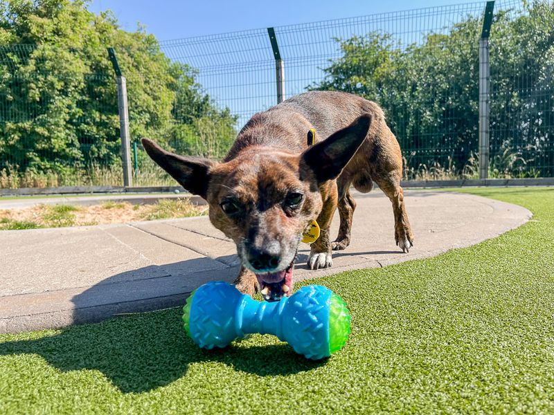 Mikey | Crossbreed | Evesham (Worcestershire) - 5