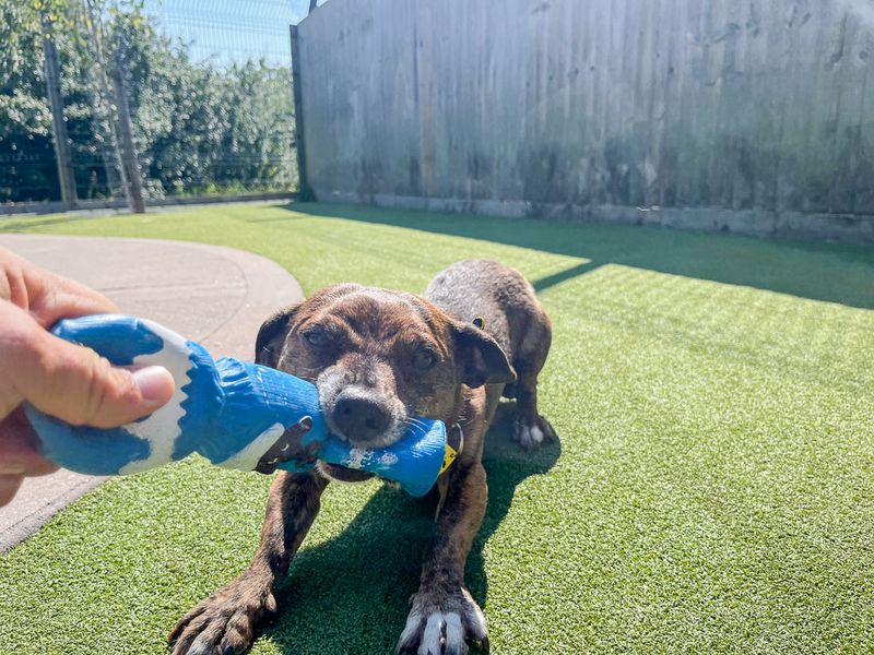 Mikey | Crossbreed | Evesham (Worcestershire) - 2