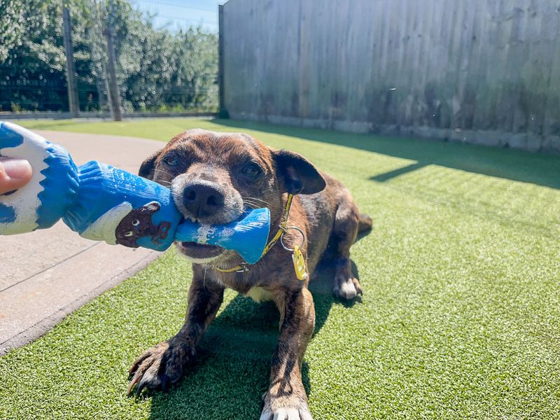 Mikey | Crossbreed | Evesham (Worcestershire) - 3