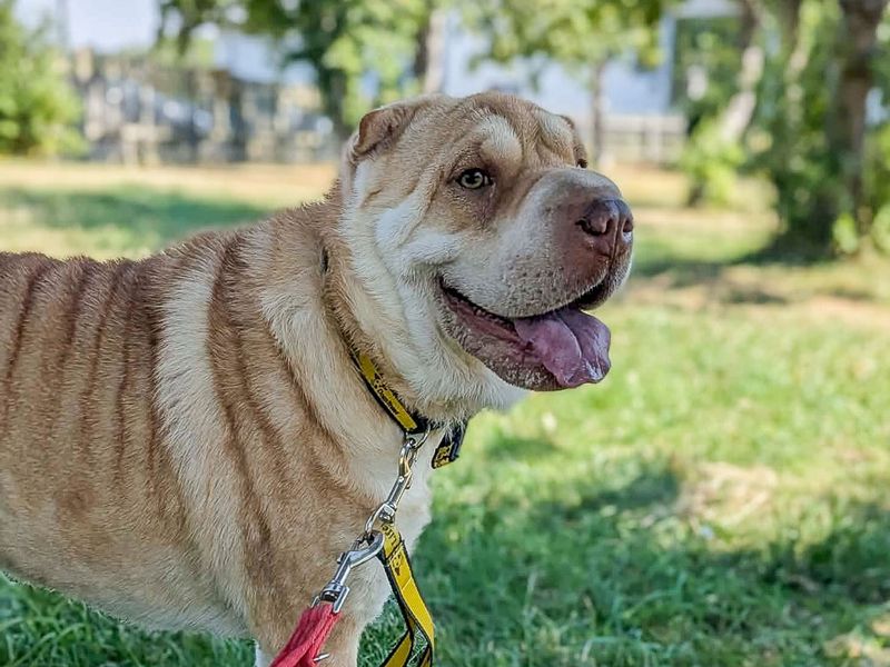 Athena | Shar Pei | Evesham (Worcestershire) - 6