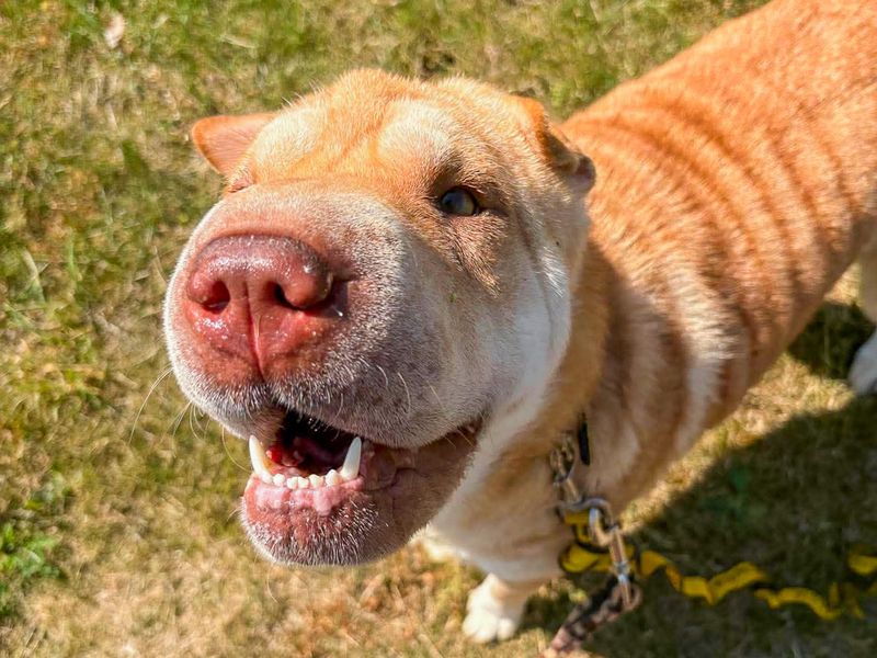 Athena | Shar Pei | Evesham (Worcestershire) - 5