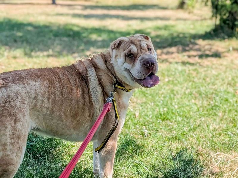 Athena | Shar Pei | Evesham (Worcestershire) - 2