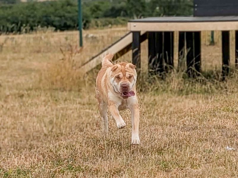 Athena | Shar Pei | Evesham (Worcestershire) - 3