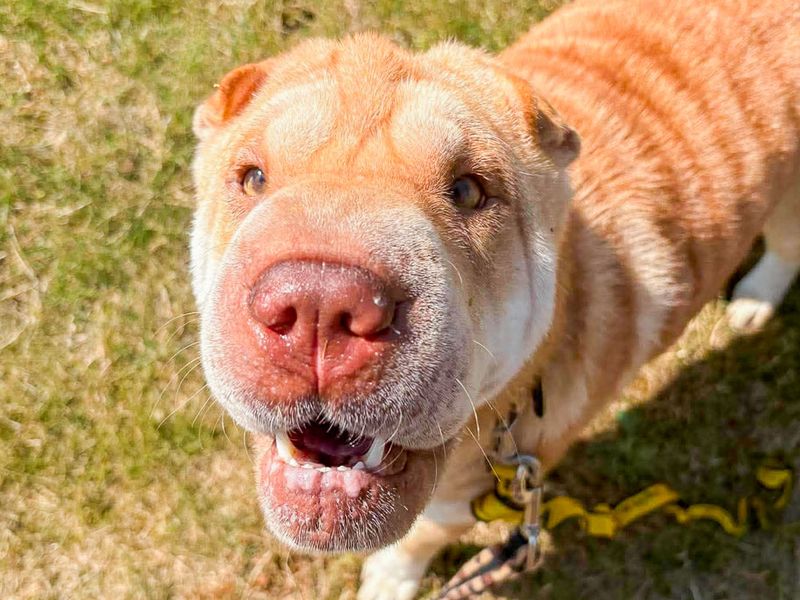 Athena | Shar Pei | Evesham (Worcestershire) - 1
