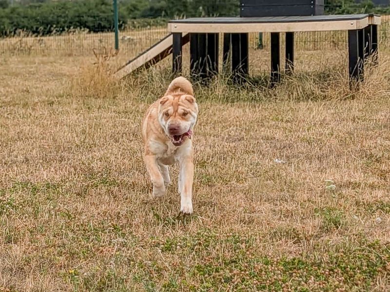 Athena | Shar Pei | Evesham (Worcestershire) - 4