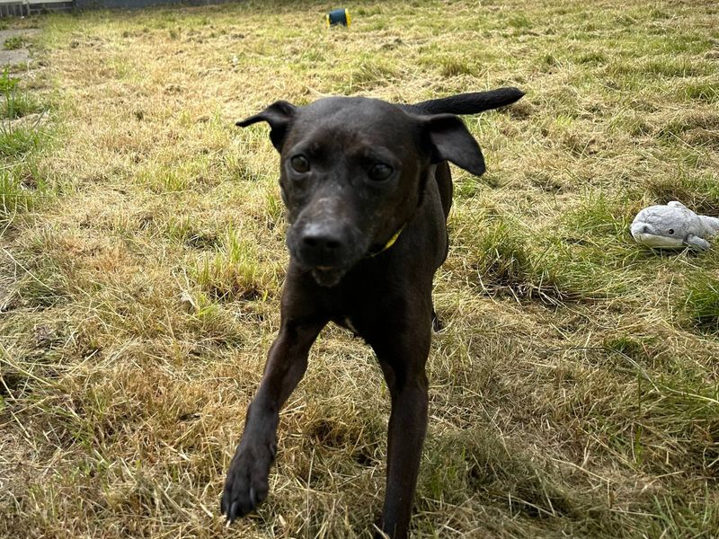 Vicky | Terrier (Patterdale) | Bridgend (Wales) - 2