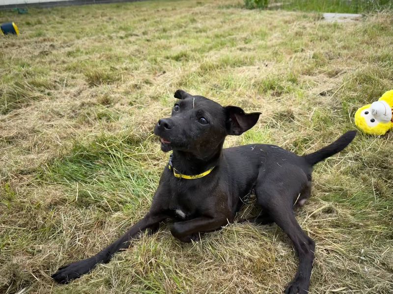 Vicky | Terrier (Patterdale) | Bridgend (Wales) - 1