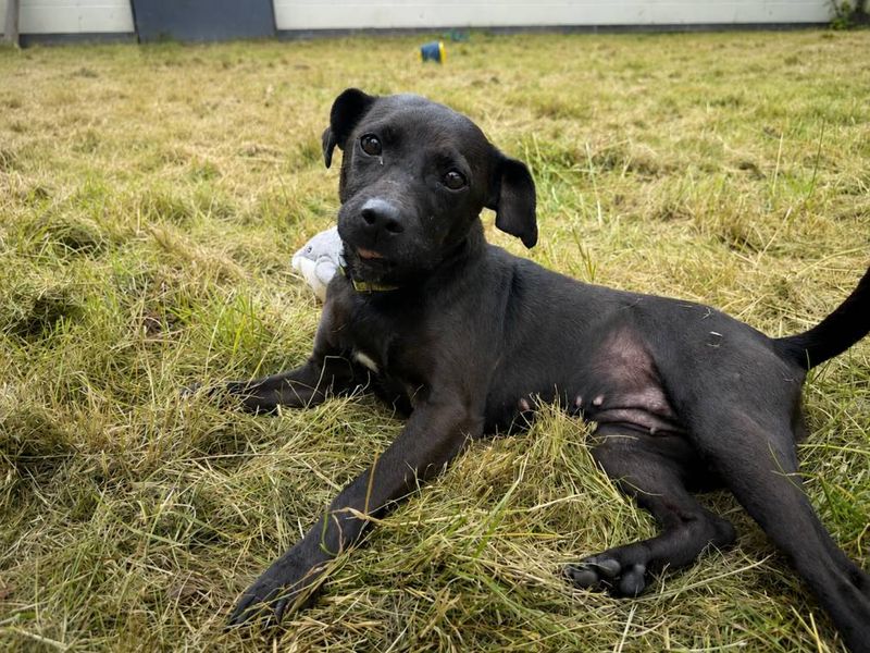Vicky | Terrier (Patterdale) | Bridgend (Wales) - 3