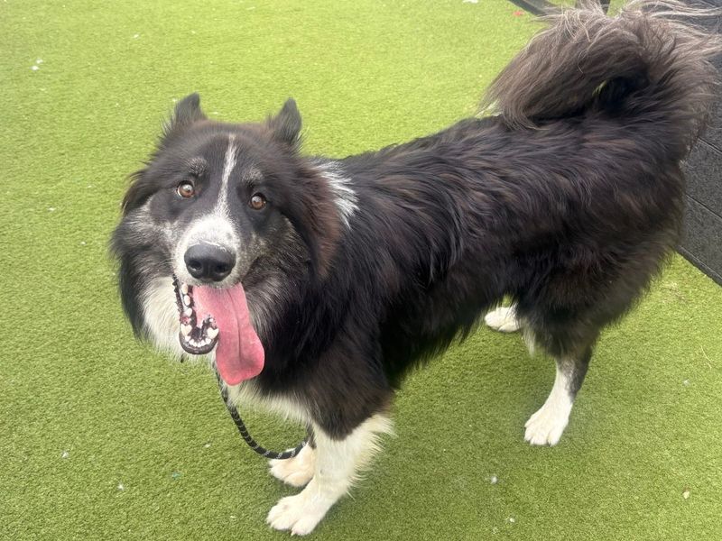 Dexter | Collie (Border) Cross | Snetterton (Norfolk) - 1