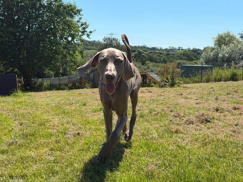 Zinc | Weimaraner | Bridgend (Wales) - 2