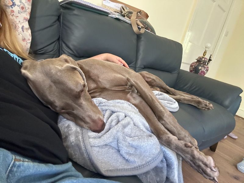 Zinc | Weimaraner | Bridgend (Wales) - 3