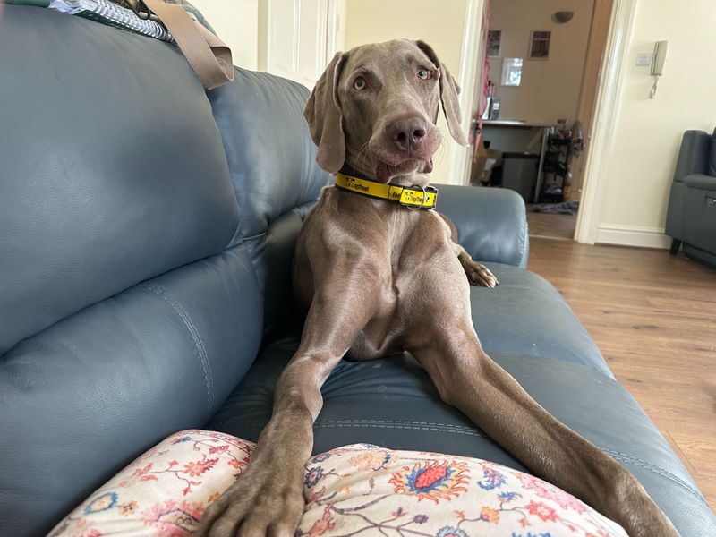 Zinc | Weimaraner | Bridgend (Wales) - 1