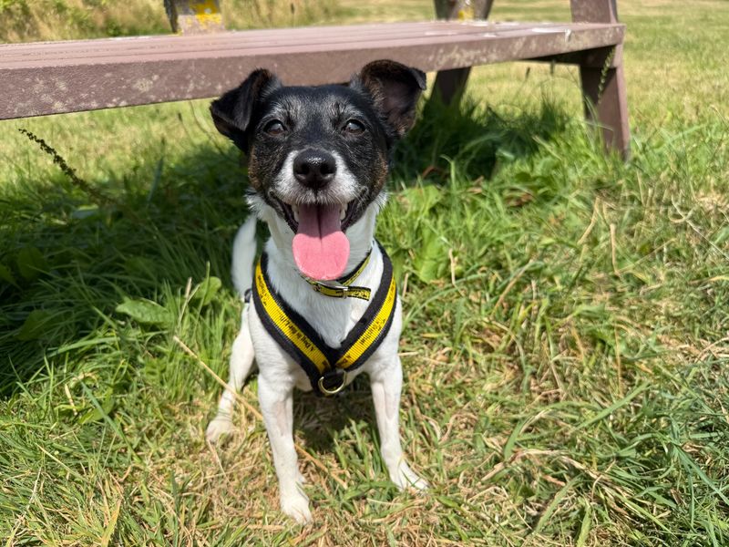 Jack Russell Terrier Dogs And Puppies For Adoption
