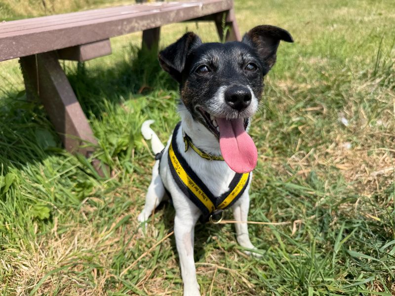 Millie | Terrier (Jack Russell) | Bridgend (Wales) - 2