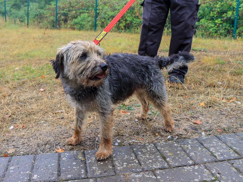 Sizzles | Terrier (Border) | Evesham (Worcestershire) - 4