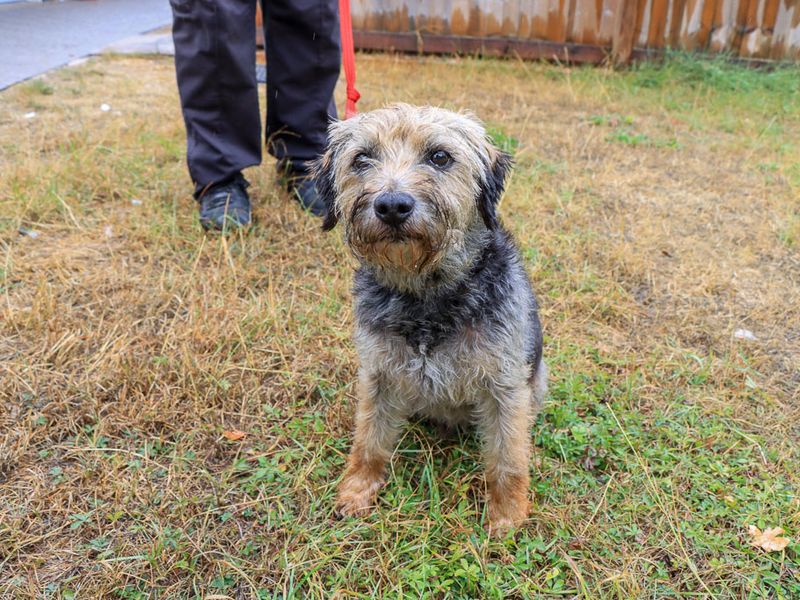 Sizzles | Terrier (Border) | Evesham (Worcestershire) - 2