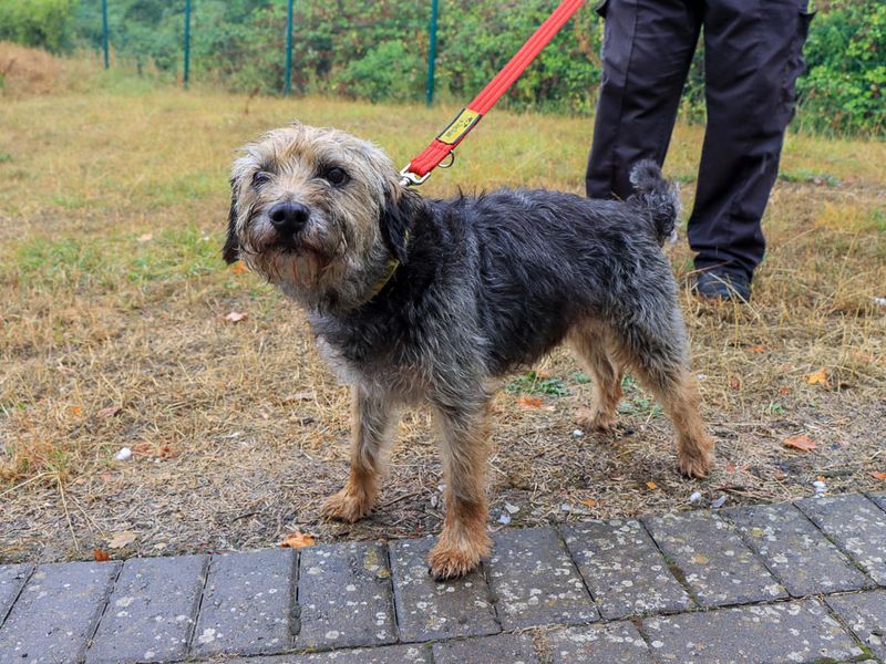 Sizzles | Terrier (Border) | Evesham (Worcestershire) - 3