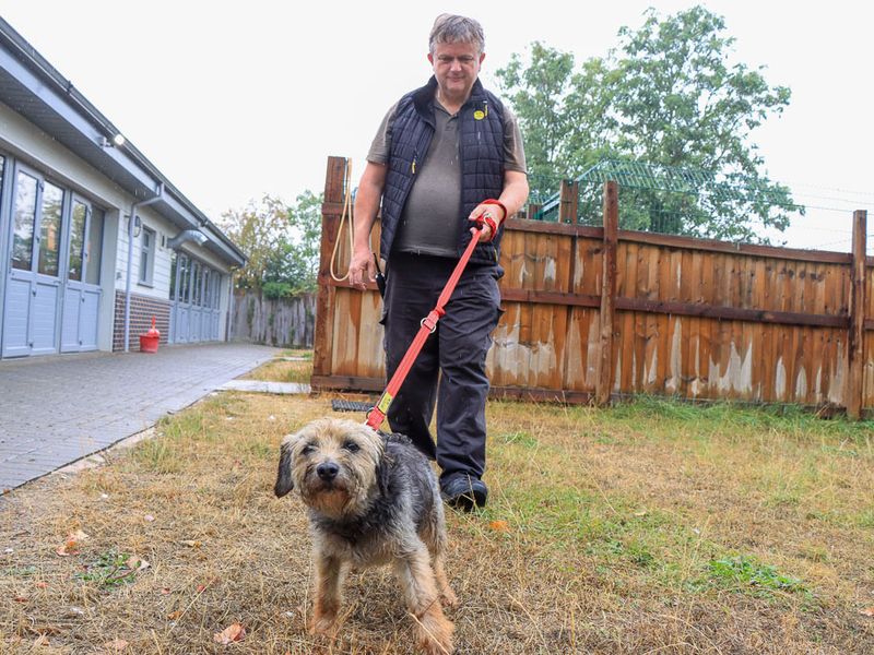Sizzles | Terrier (Border) | Evesham (Worcestershire) - 1