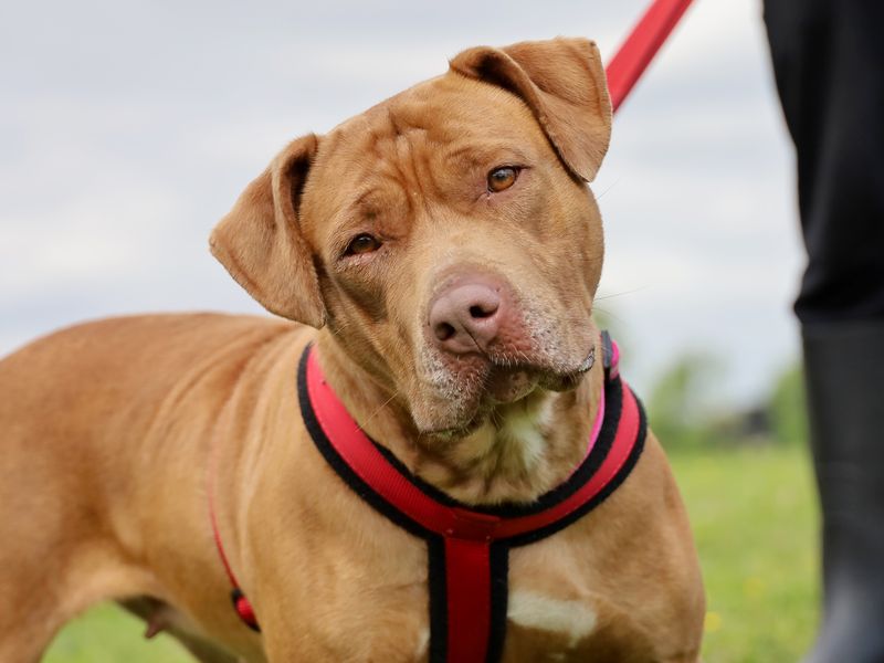 Roxie | American Bulldog | Leeds - 1