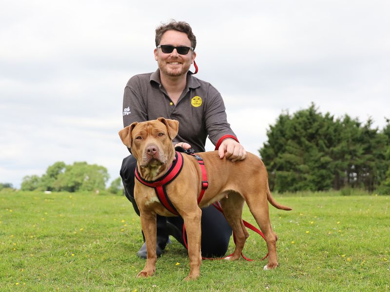 Roxie | American Bulldog | Leeds - 2