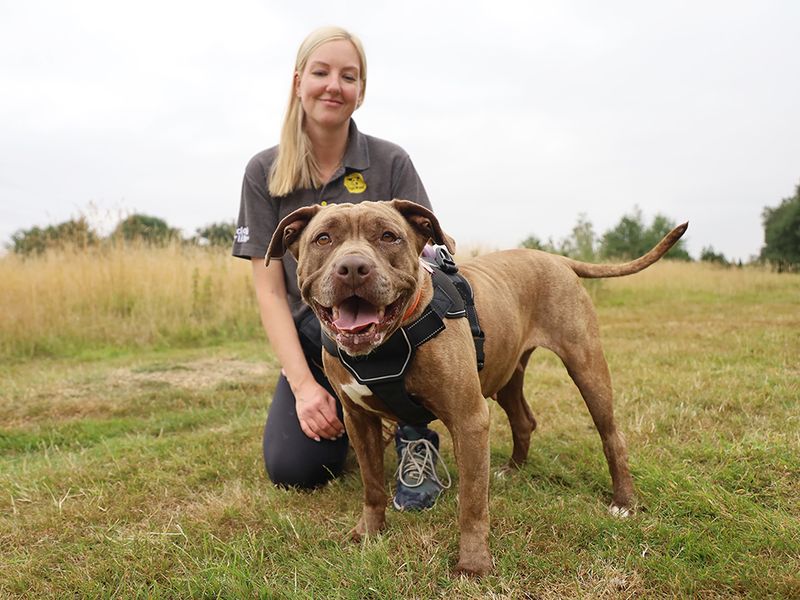 American Bulldog Dogs And Puppies For Adoption