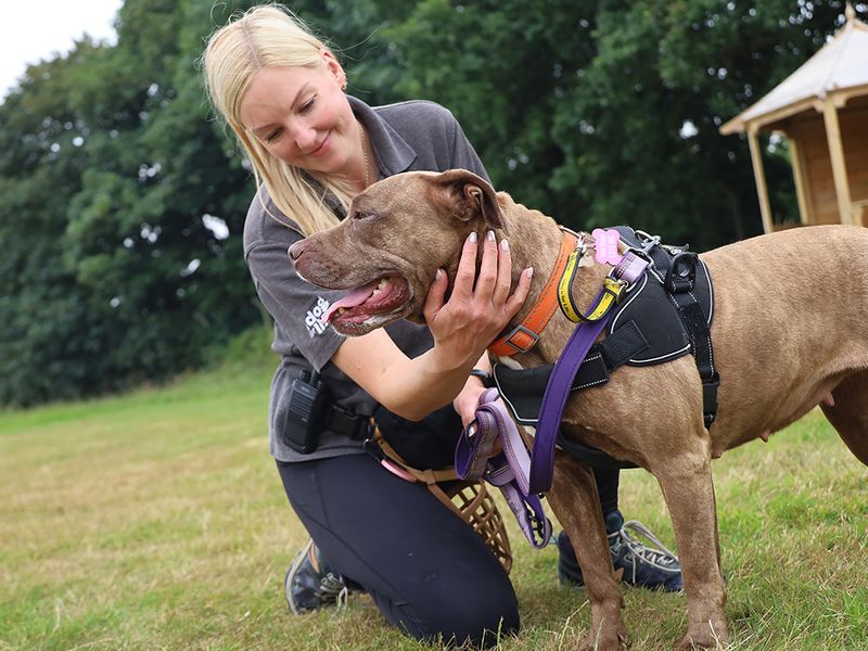 Sasha | American Bulldog | Leeds - 2