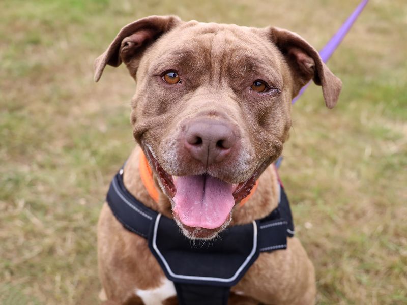 Sasha | American Bulldog | Leeds - 1