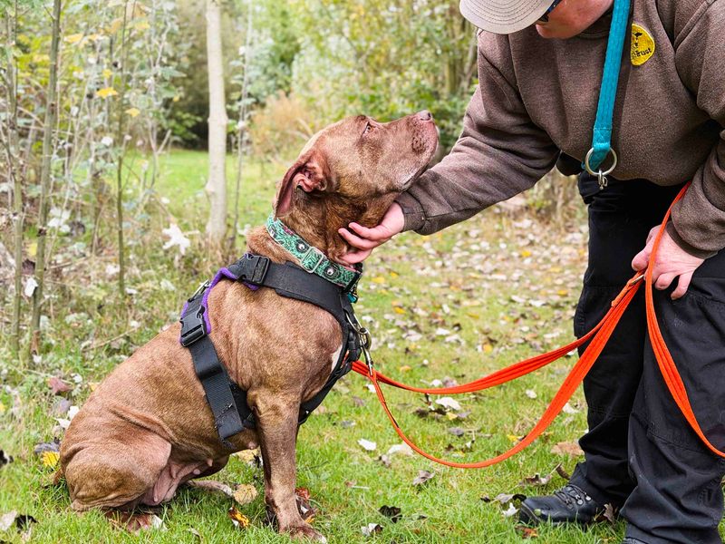 Sasha | American Bulldog | Leeds - 7