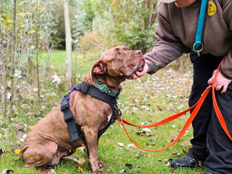 Sasha | American Bulldog | Leeds - 10