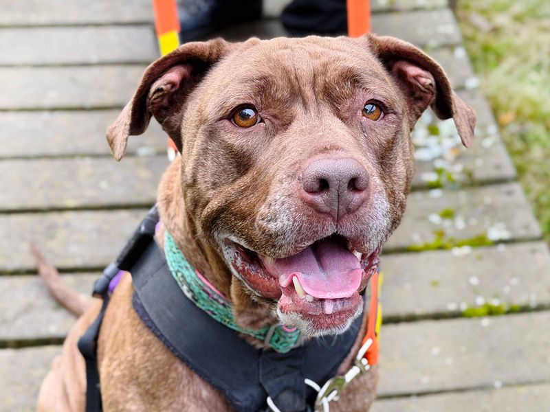 Sasha | American Bulldog | Leeds - 2