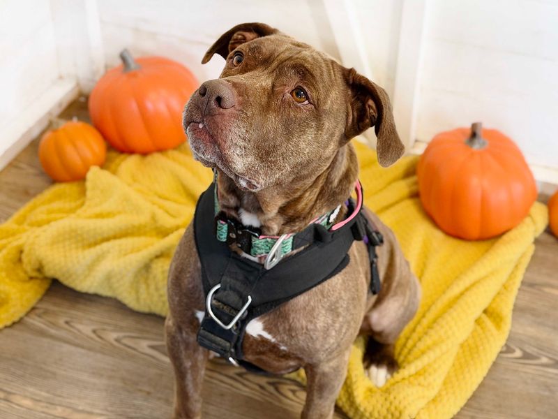 Sasha | American Bulldog | Leeds - 5
