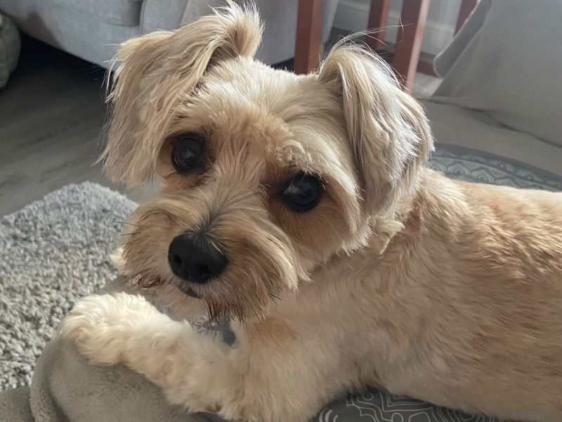 Pippin | Shih Tzu | Kenilworth (West Midlands) - 1