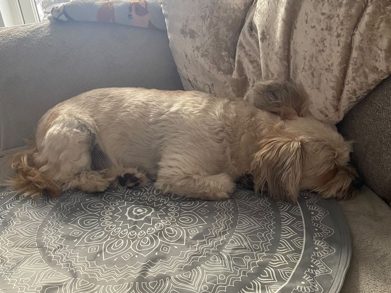 Pippin | Shih Tzu | Kenilworth (West Midlands) - 2