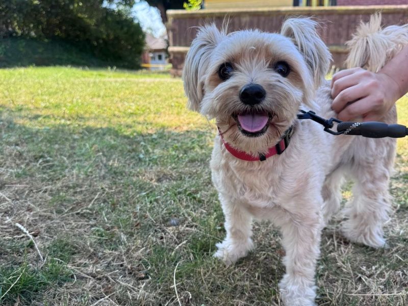 Pippin | Shih Tzu | Kenilworth (West Midlands) - 3