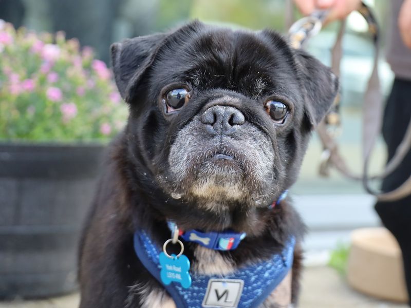 Snoopy | Pug | Leeds - 1