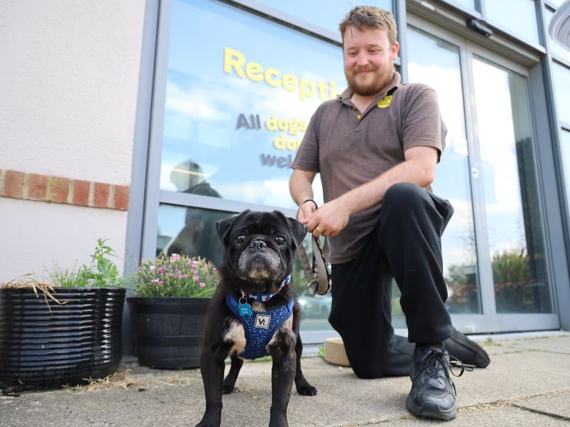 Pug Dogs And Puppies For Adoption