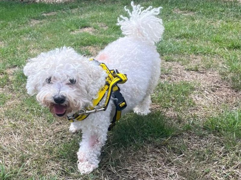 Bessie | Bichon Frise | Basildon (Essex) - 2